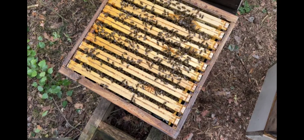 Podczas nagrania pokazuję krok po kroku, jak wykonać odkład jednoramkowy. Ta metoda pozwala skutecznie powiększać pasiekę i jednocześnie ograniczać nastrój rojowy.