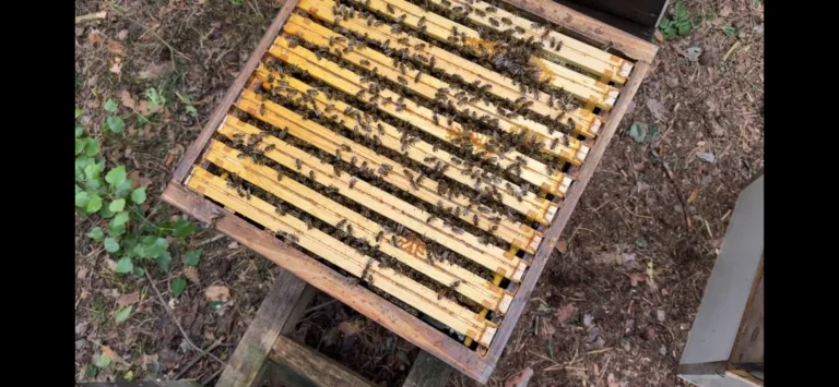 Odkłady pszczele Pasieka Na Skarpie podczas tworzenia nowej rodziny pszczelej