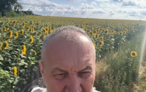 Pole kwitnących słoneczników, z których pszczoły zbierają nektar i pyłek na naturalny miód słonecznikowy.