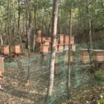 Na zdjęciu nasza pasieka w Gorzowie 1