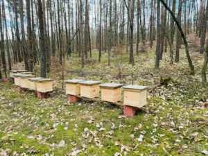 Na zdjęciu nasza pasieka w Stanowicach Pasieka Na Skarpie