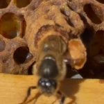 Na zdjęciu wygryza się nowa matka pszczela 1