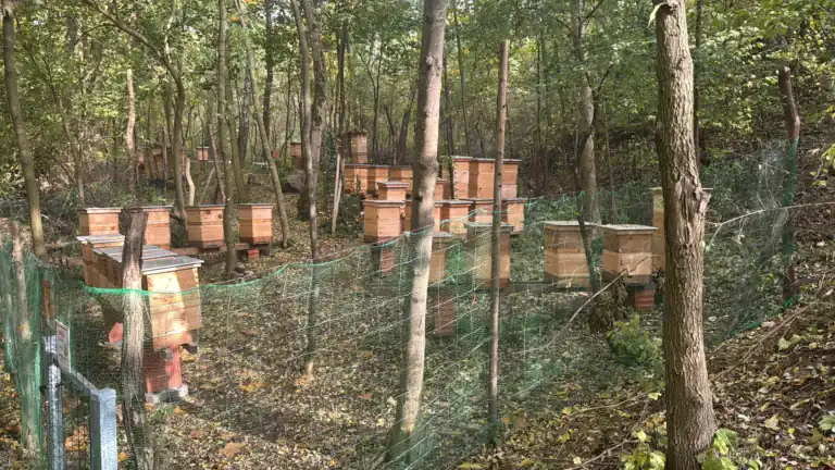 Drewniane ule Pasieki Na Skarpie ustawione w lesie jesienią
